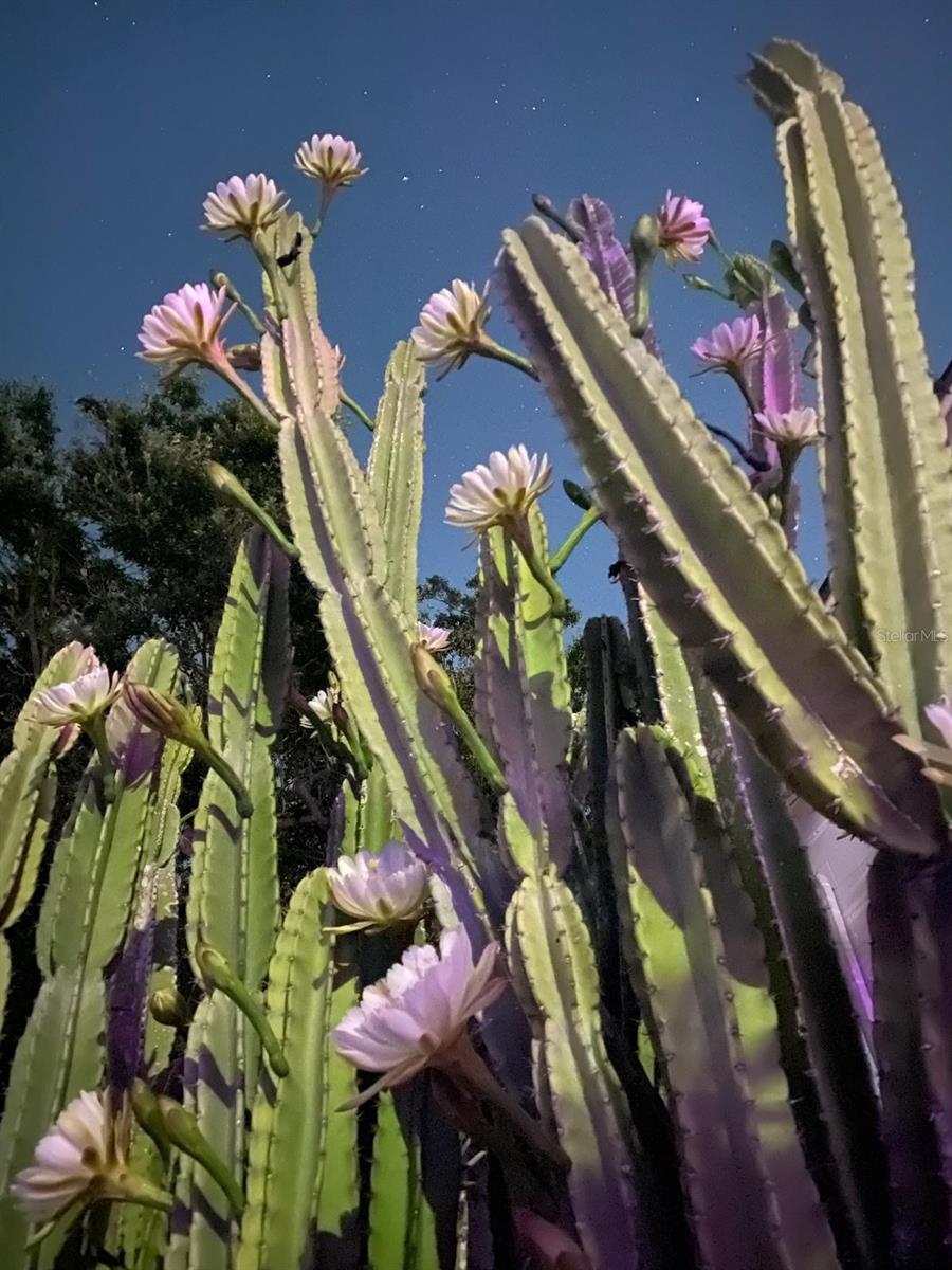 Image 22 of 22 For 29 Princeton Street