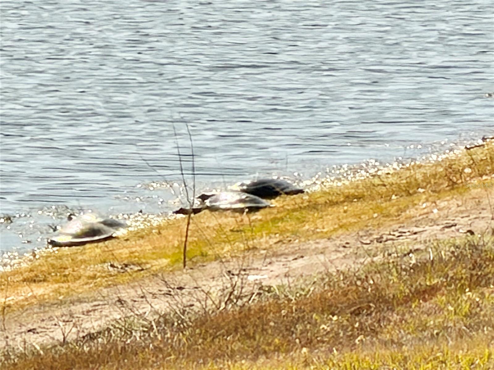 Image 29 of 32 For 2586 Sweet Viburnum Way