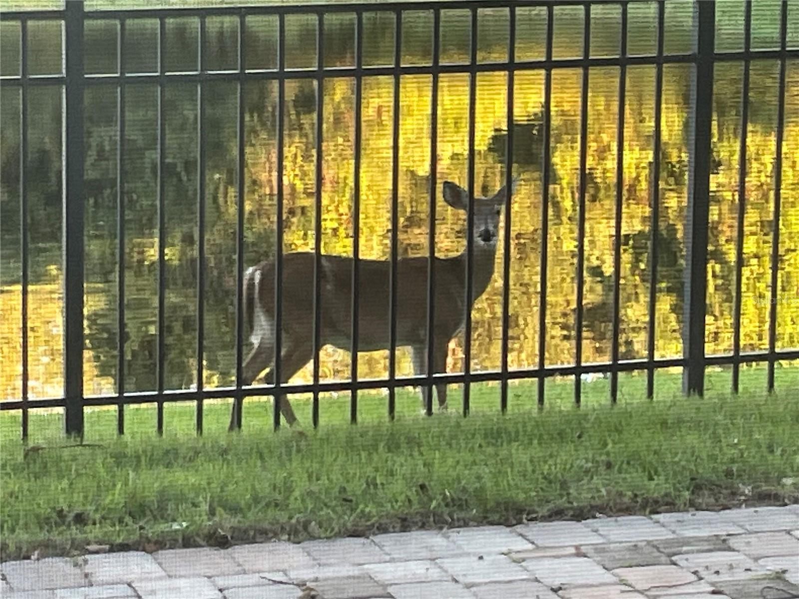 Image 50 of 73 For 2535 Teton Stone Run