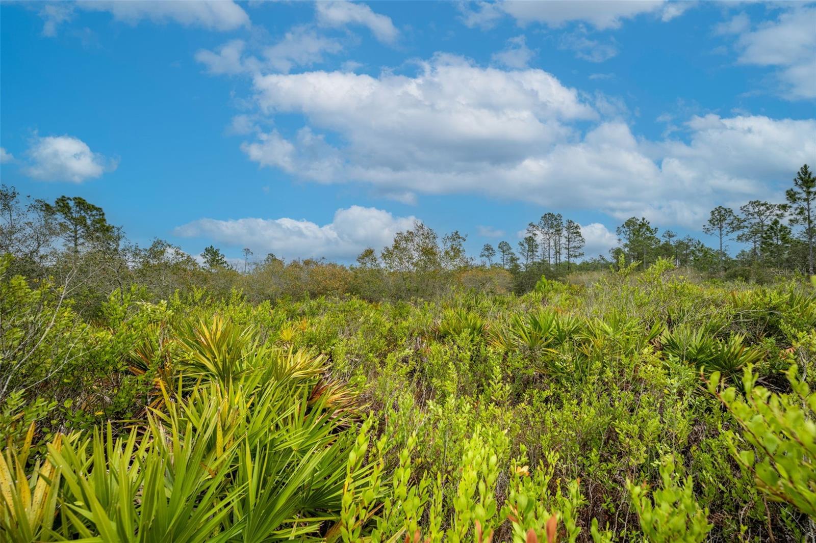 Image 12 of 30 For Honeysuckle Street