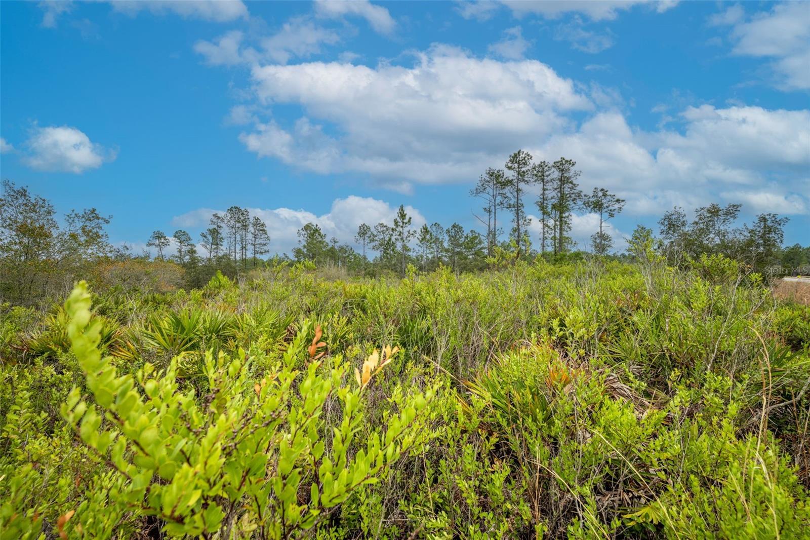 Image 13 of 30 For Honeysuckle Street