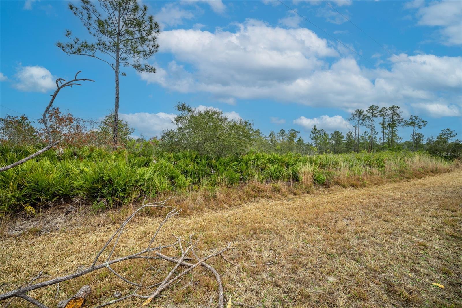 Image 7 of 30 For Honeysuckle Street