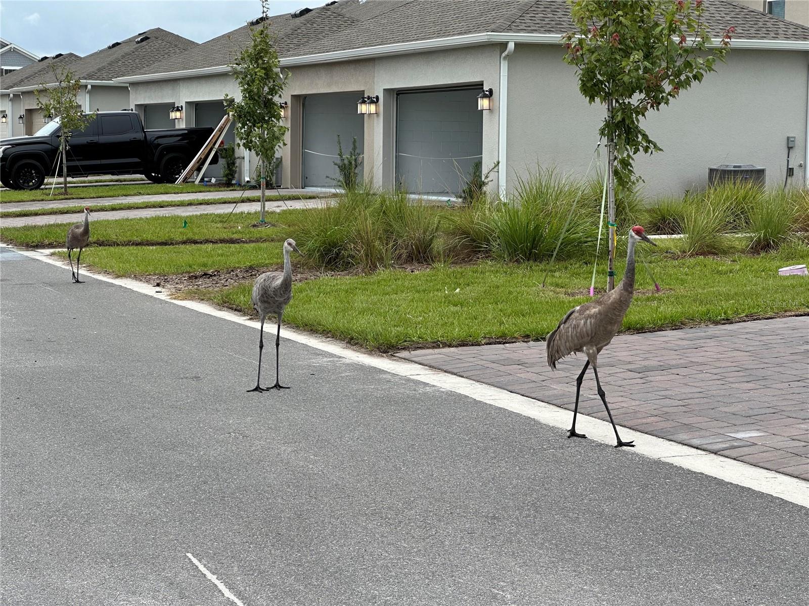 Image 6 of 29 For 3037 Ella Way