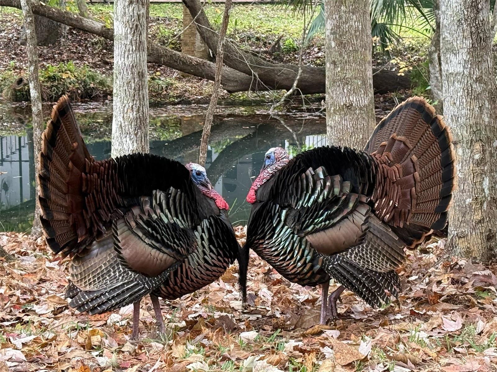 Image 77 of 87 For 3668 Watercrest Drive