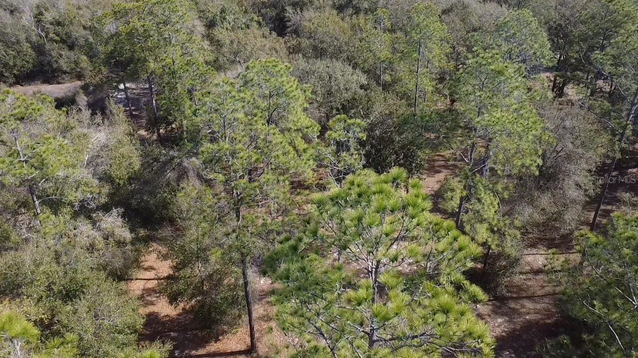 Image 10 of 11 For Bonsmara Drive