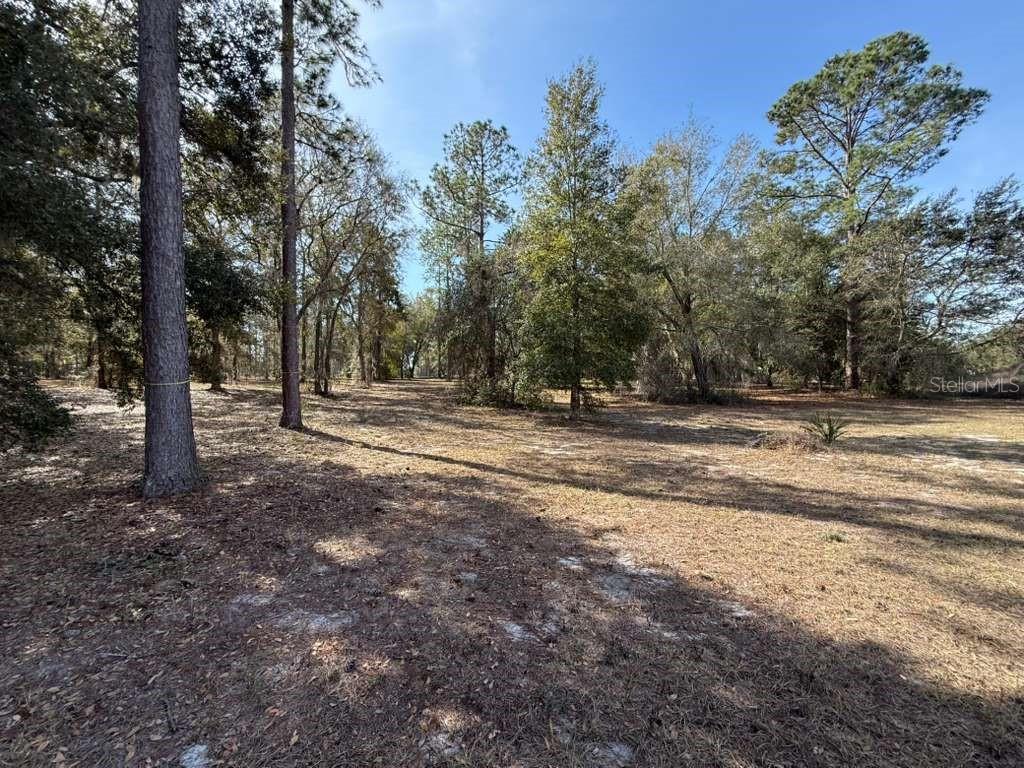 Image 7 of 11 For Bonsmara Drive