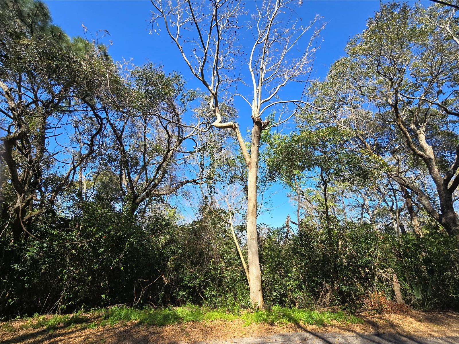 Details for 000 Magnolia Creek Lane, MONTVERDE, FL 34756