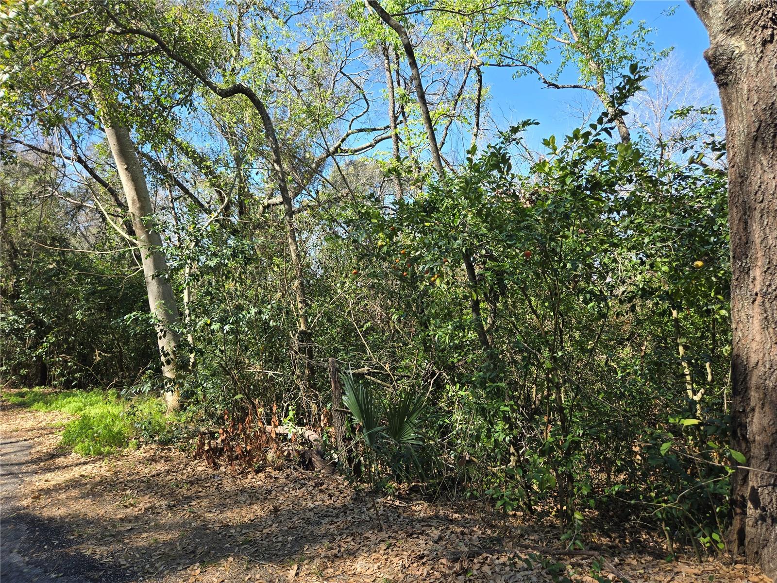 Image 3 of 35 For 000 Magnolia Creek Lane