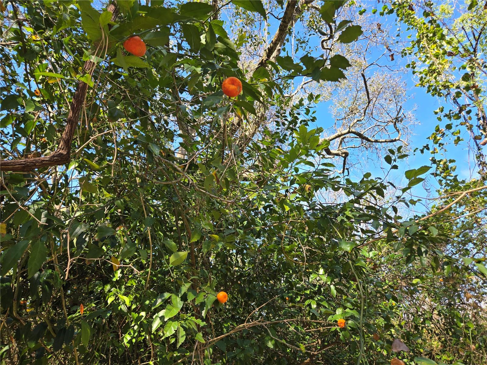 Image 4 of 35 For 000 Magnolia Creek Lane