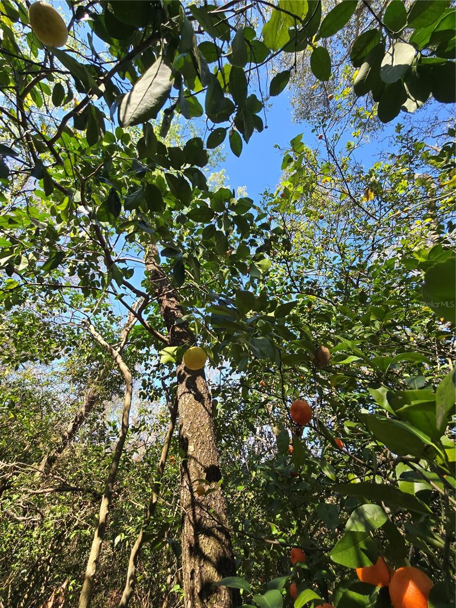 Image 5 of 35 For 000 Magnolia Creek Lane