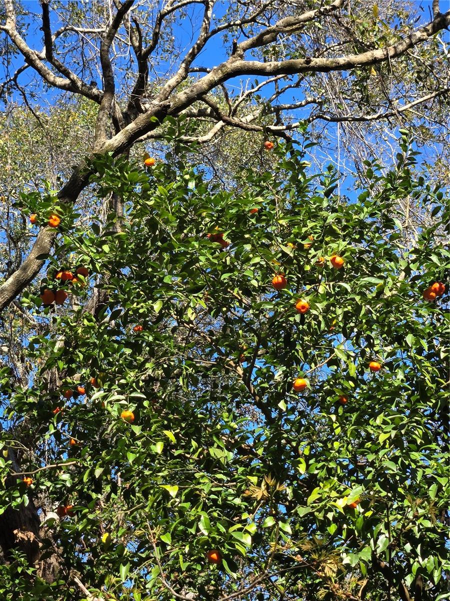 Image 7 of 35 For 000 Magnolia Creek Lane