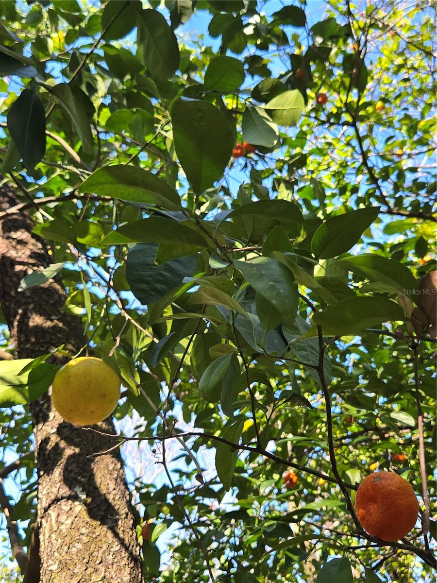 Image 8 of 35 For 000 Magnolia Creek Lane