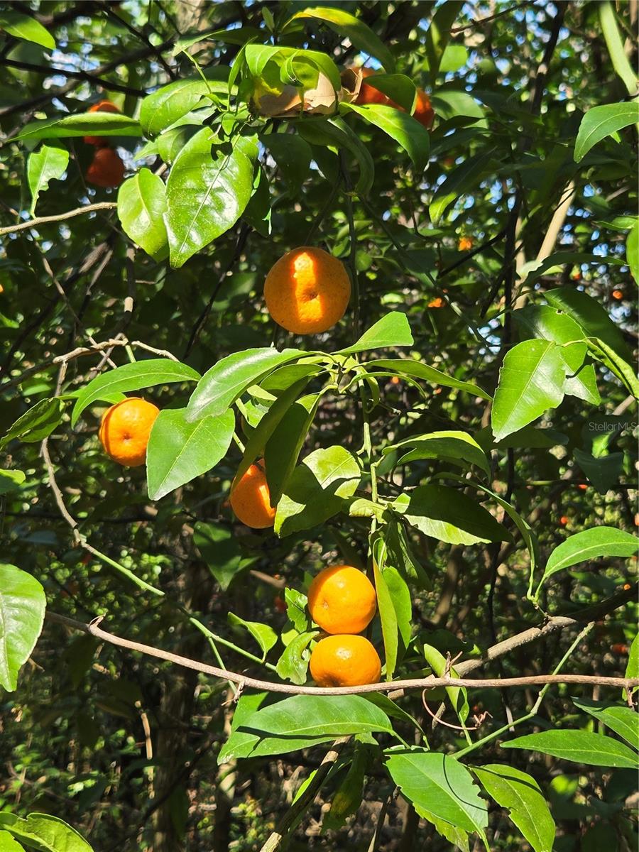 Image 9 of 35 For 000 Magnolia Creek Lane