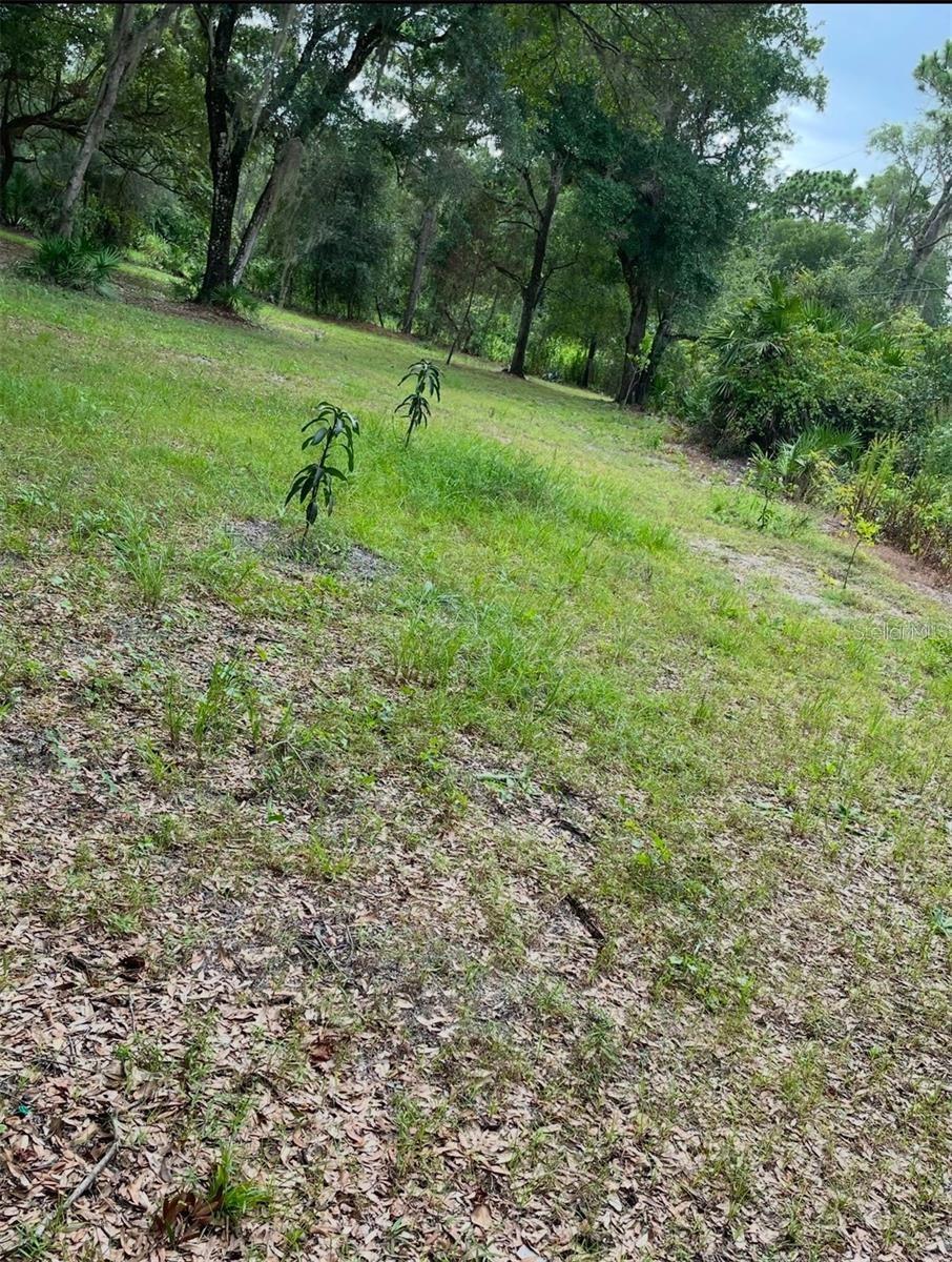 Listing Details for 1301 Arapaho Trail, GENEVA, FL 32732