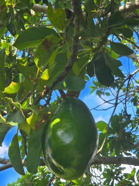 Image 53 of 55 For 632 Blenheim Loop