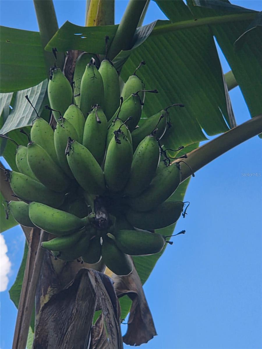 Image 54 of 55 For 632 Blenheim Loop