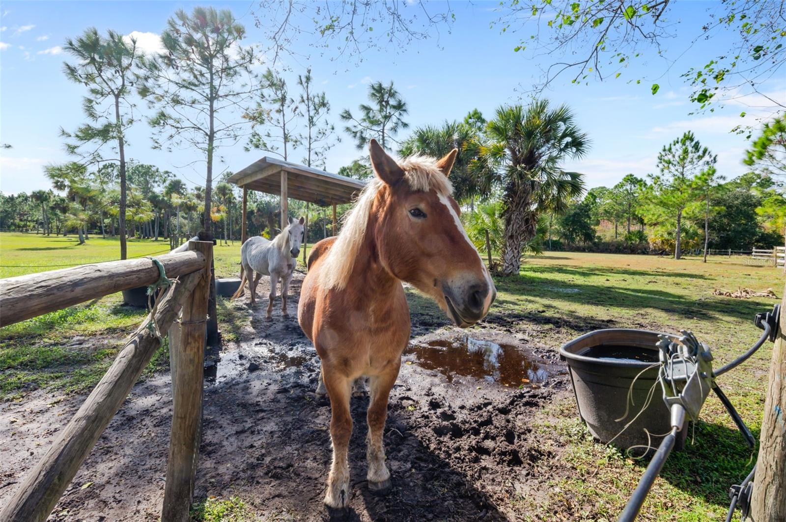 Image 77 of 79 For 3262 Pheasant Trail