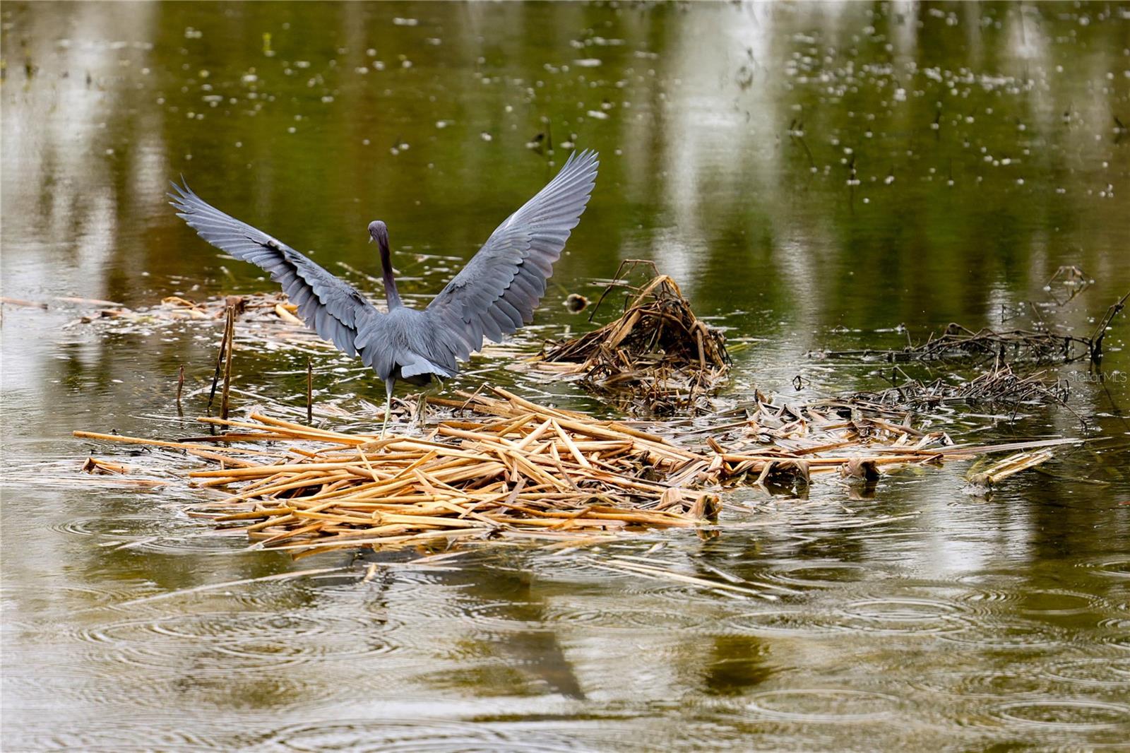 Image 43 of 48 For 4714 Wightman Circle