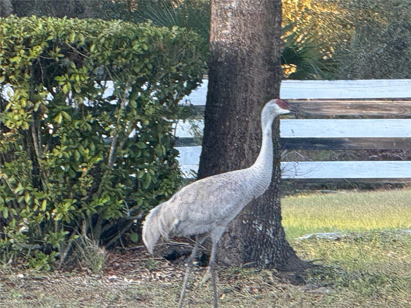 Image 19 of 79 For 33015 Sahara Court