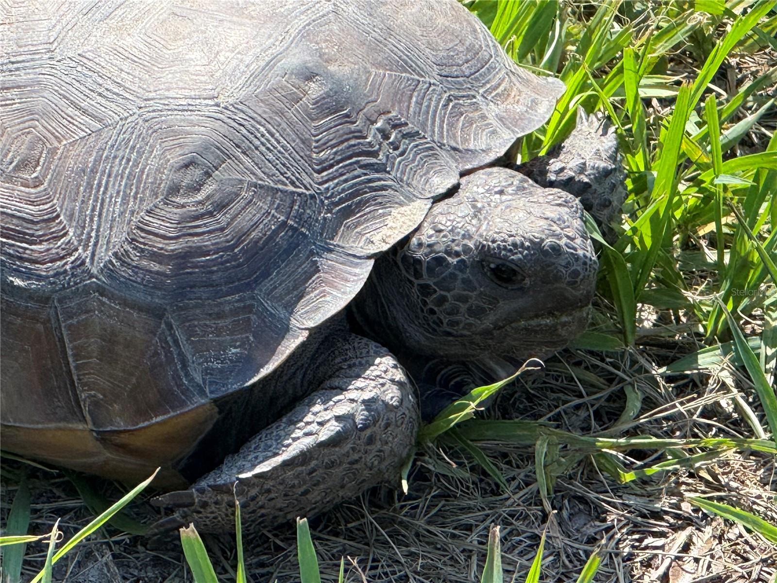 Image 47 of 79 For 33015 Sahara Court