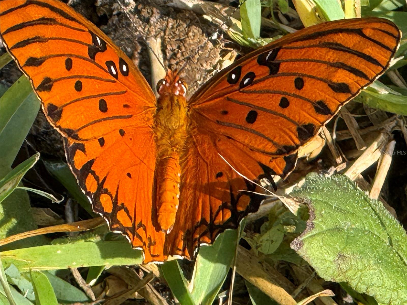 Image 48 of 79 For 33015 Sahara Court