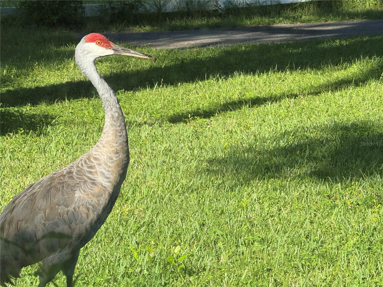 Image 52 of 79 For 33015 Sahara Court