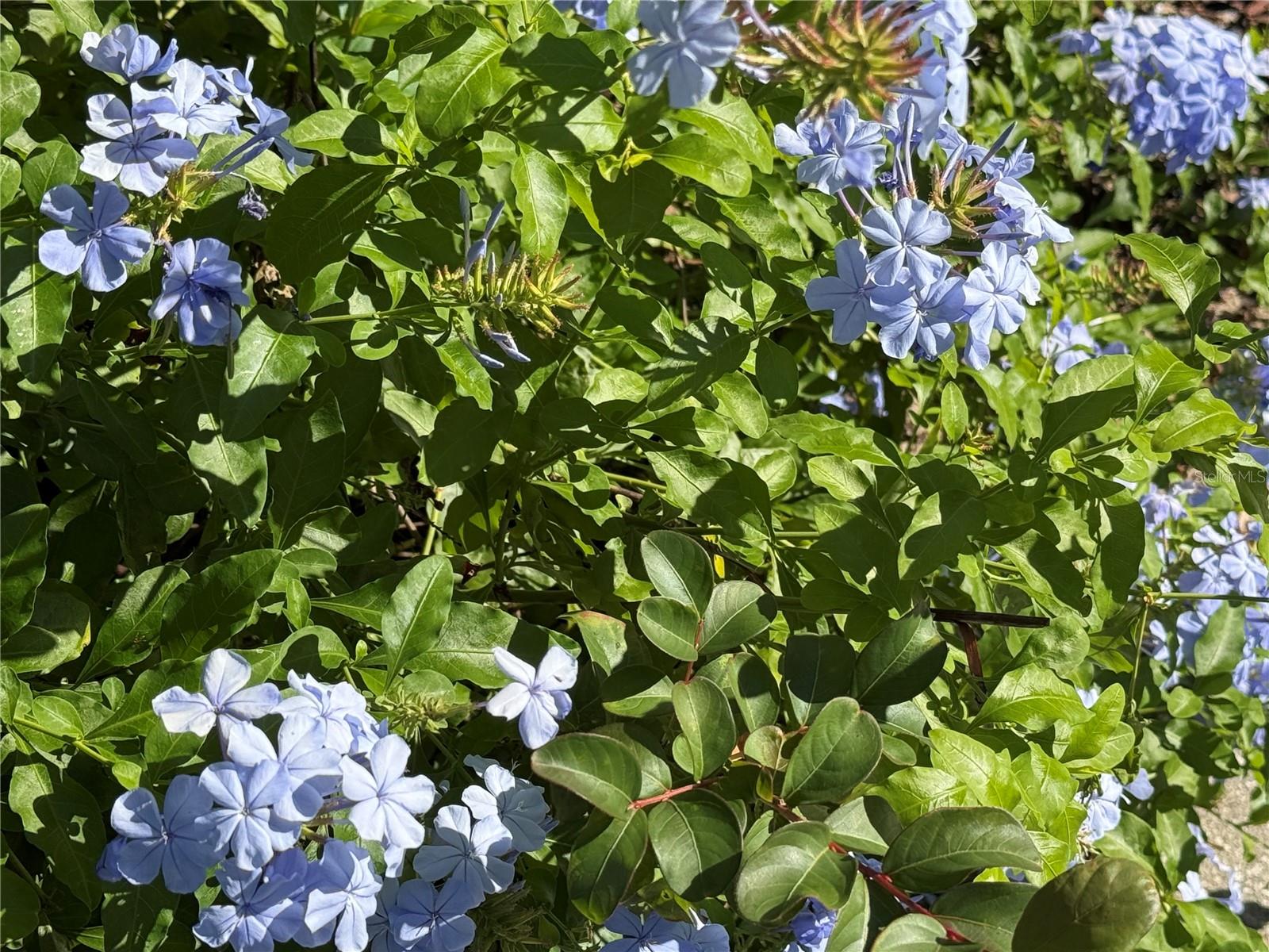 Image 56 of 79 For 33015 Sahara Court