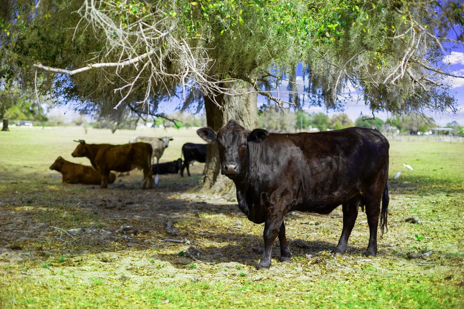 Image 8 of 49 For Bay Lake Road