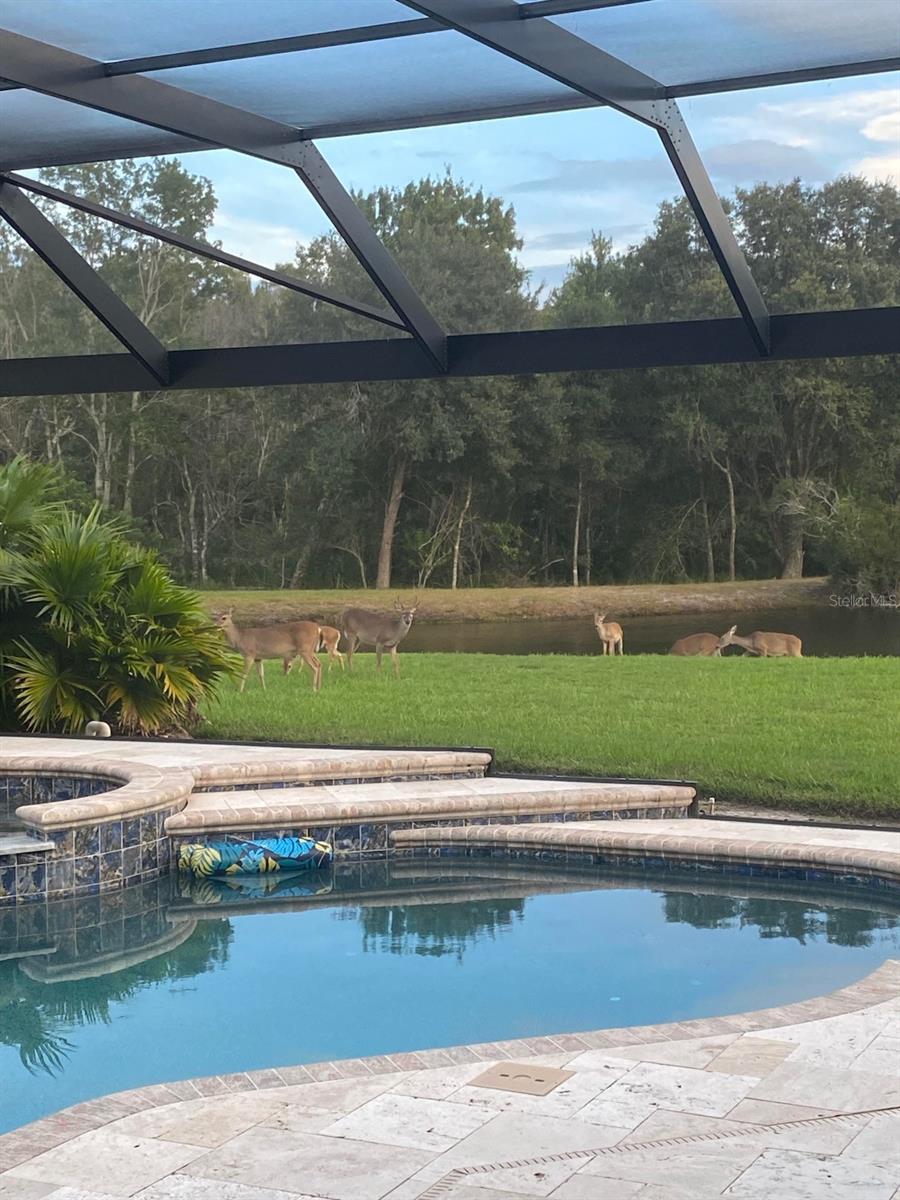 Image 31 of 37 For 18408 Bittern Avenue