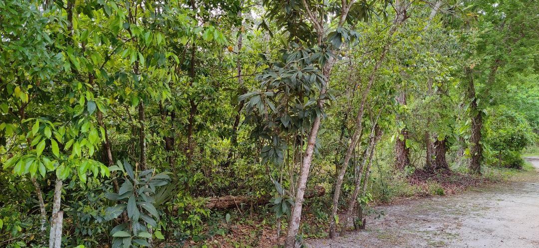 Image 2 of 4 For Marjorie Boulevard