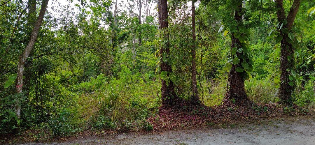 Image 3 of 4 For Marjorie Boulevard