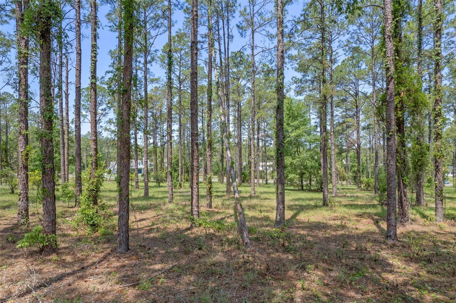 Image 4 of 16 For 35408 Pinegate Trail