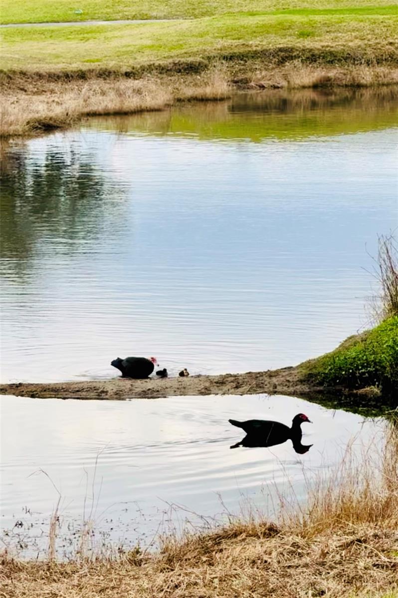 Image 47 of 61 For 627 Arnold Palmer Drive