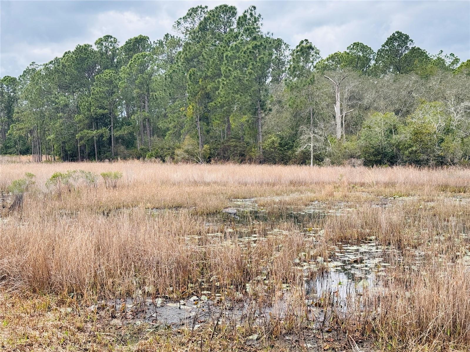 Image 55 of 63 For 39641 Royal Trails Road