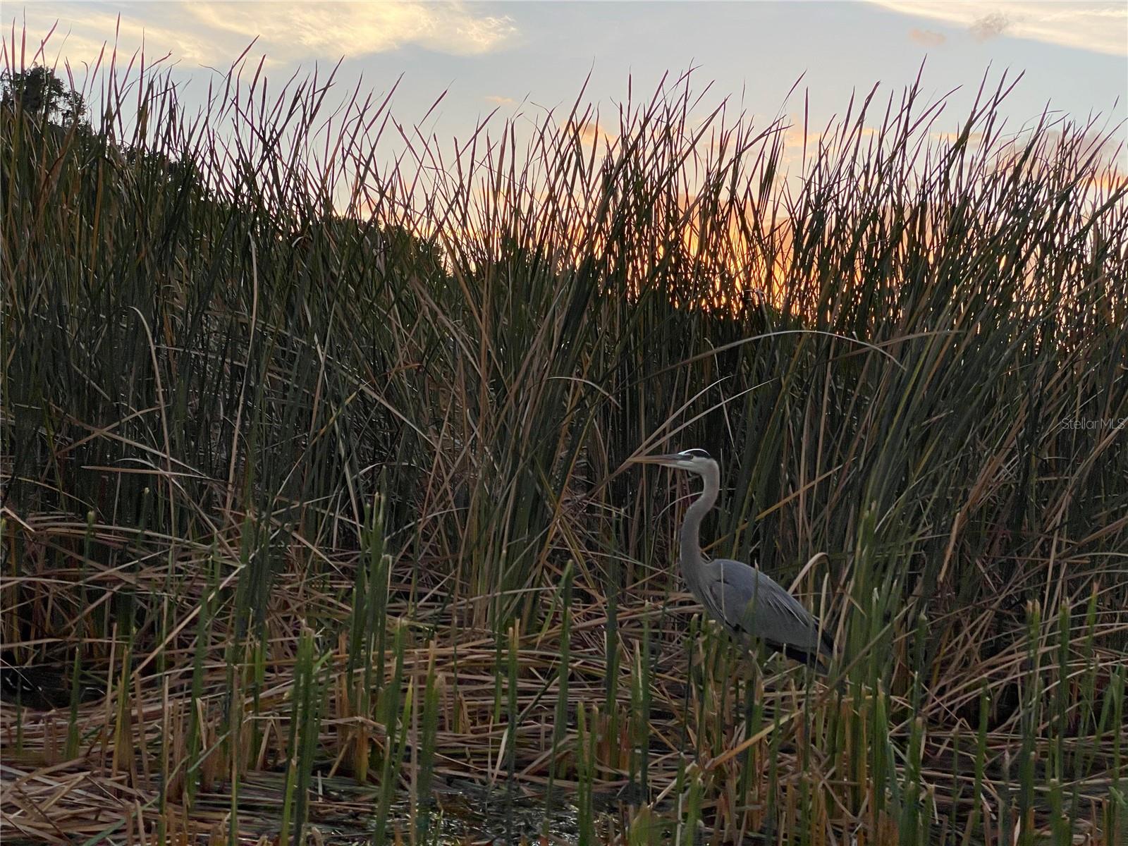 Image 36 of 36 For 810 Tremain Street