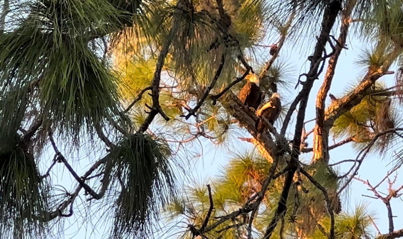 Image 49 of 52 For 556 Brunswick Drive