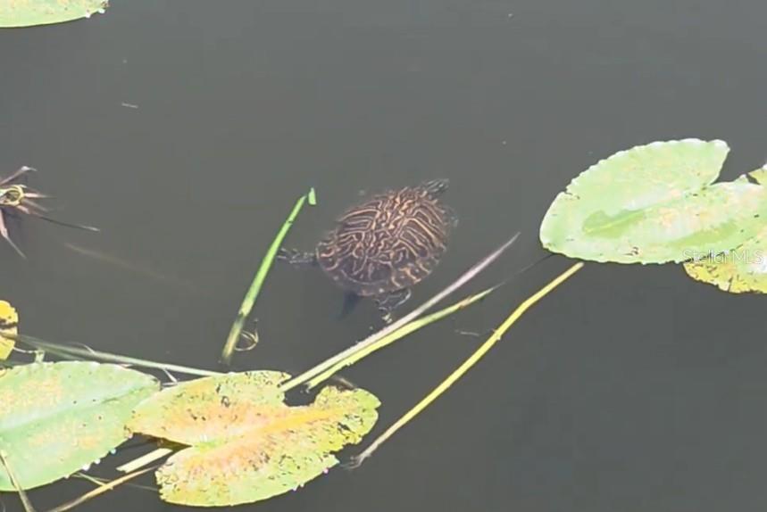 Image 37 of 40 For 2516 Grassy Point Drive 102