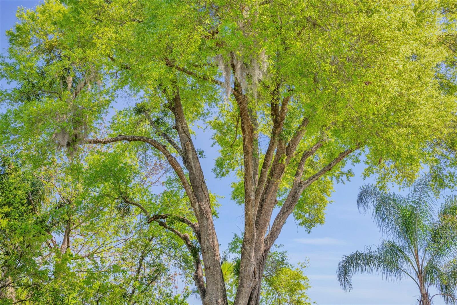 Listing photo id 51 for 853 Pine Shadow Drive