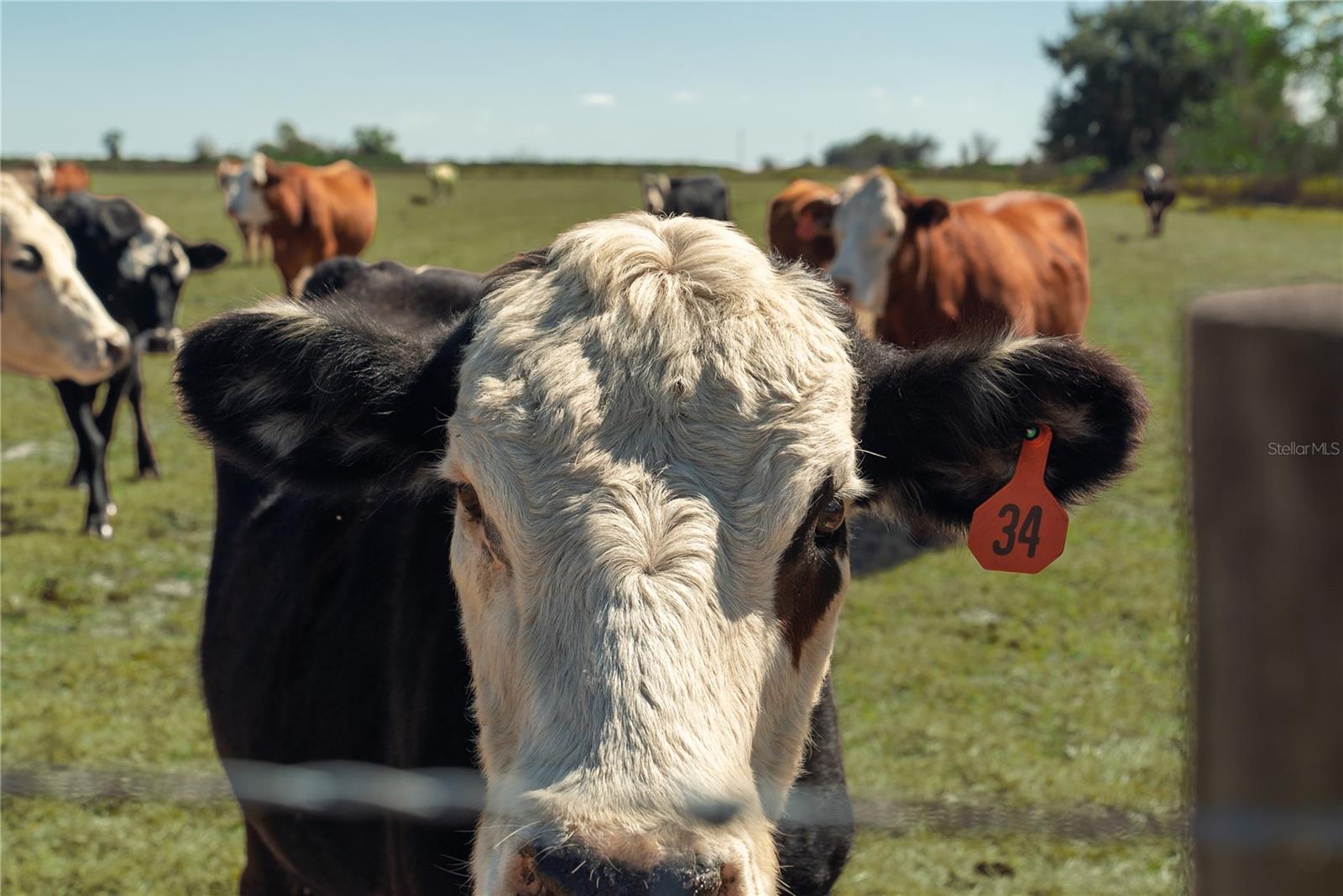 Image 13 of 32 For 1200 Arbuckle Branch Road