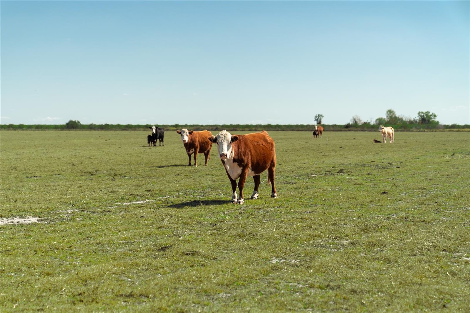 Image 20 of 32 For 1200 Arbuckle Branch Road