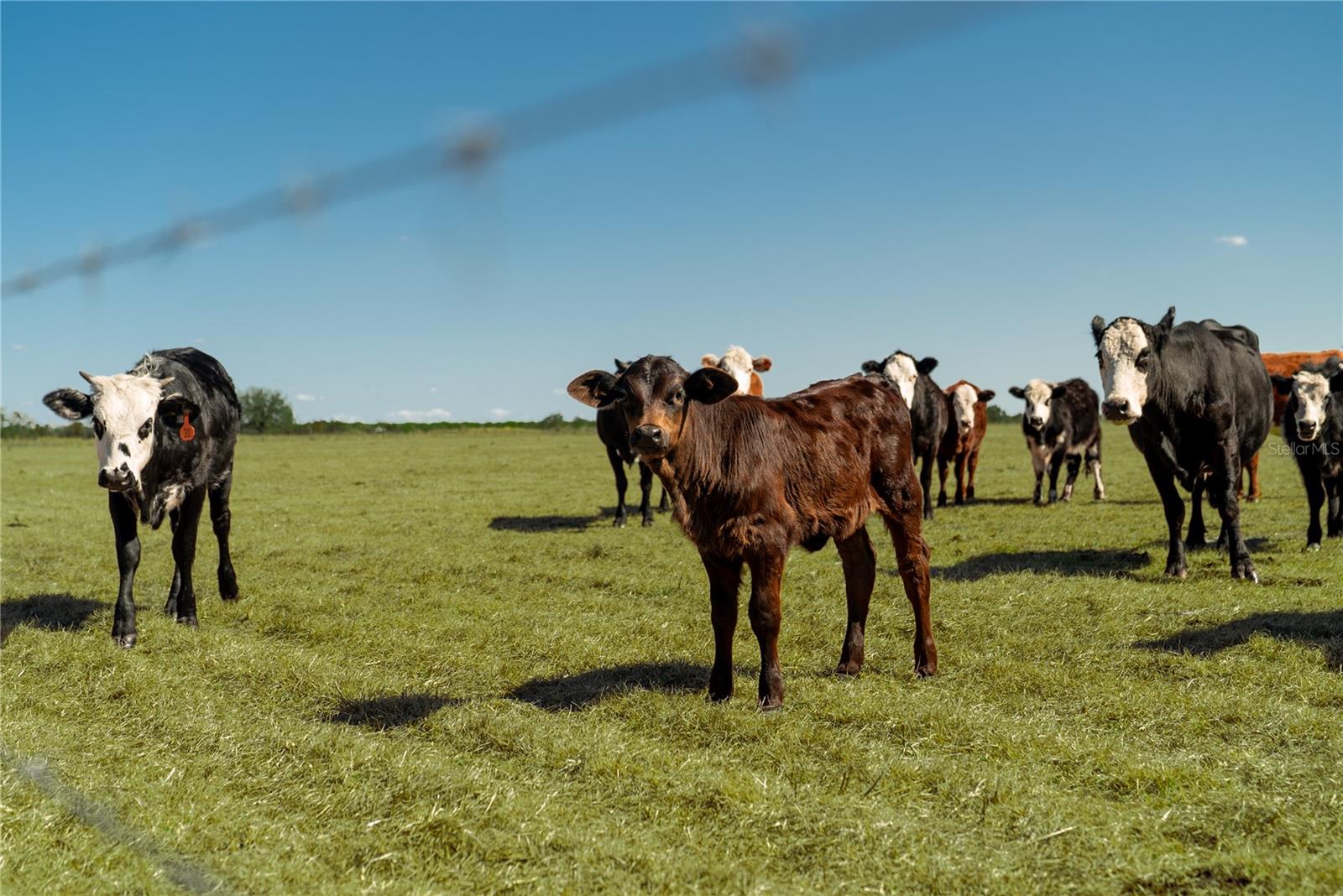 Image 21 of 32 For 1200 Arbuckle Branch Road