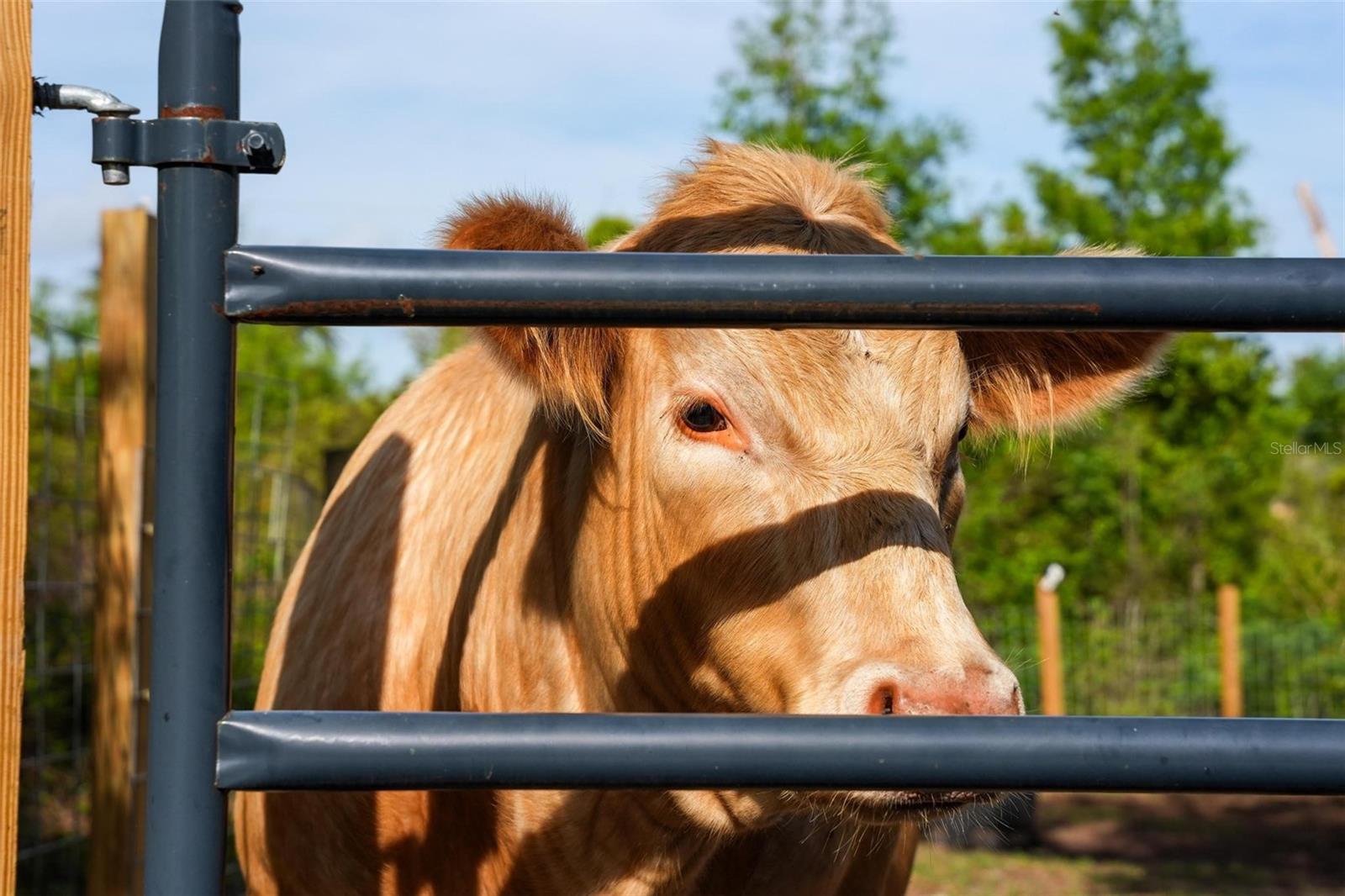 Image 18 of 30 For 150 Catalina Drive