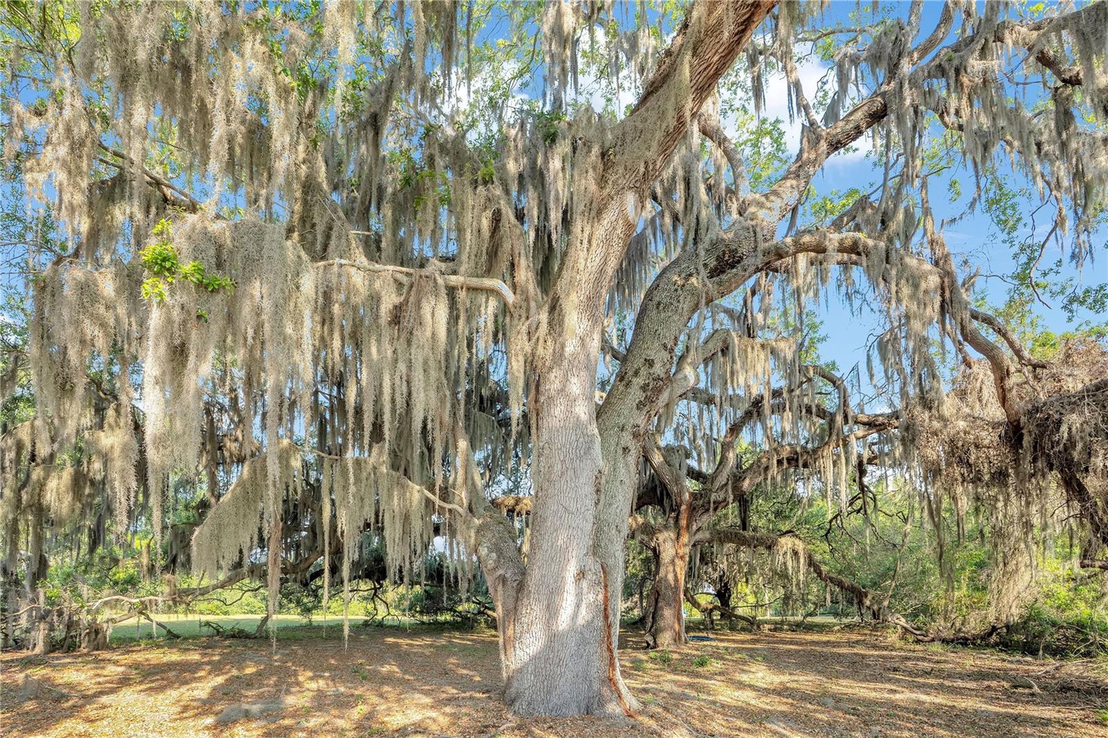 Image 63 of 69 For 4610 Oak Cove Lane