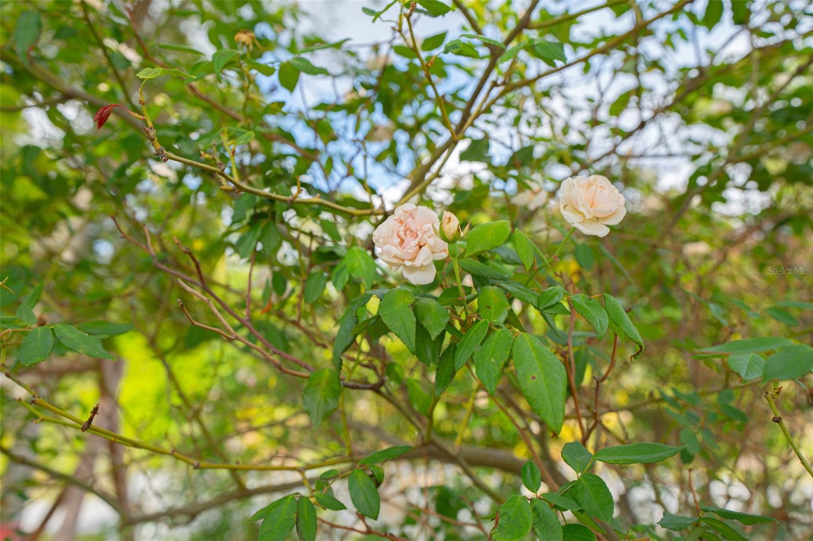 Image 45 of 73 For 935 Florida Avenue