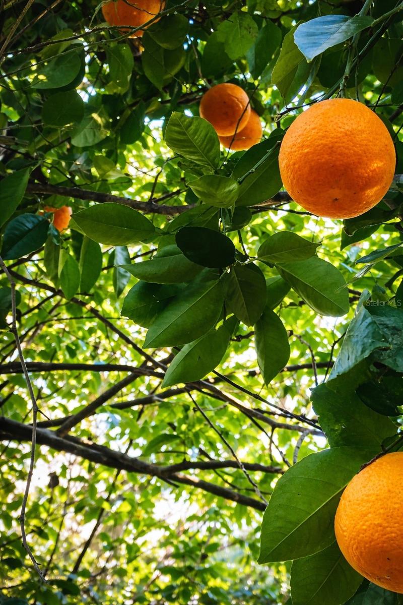 Image 14 of 16 For 3501 Westmoreland Drive