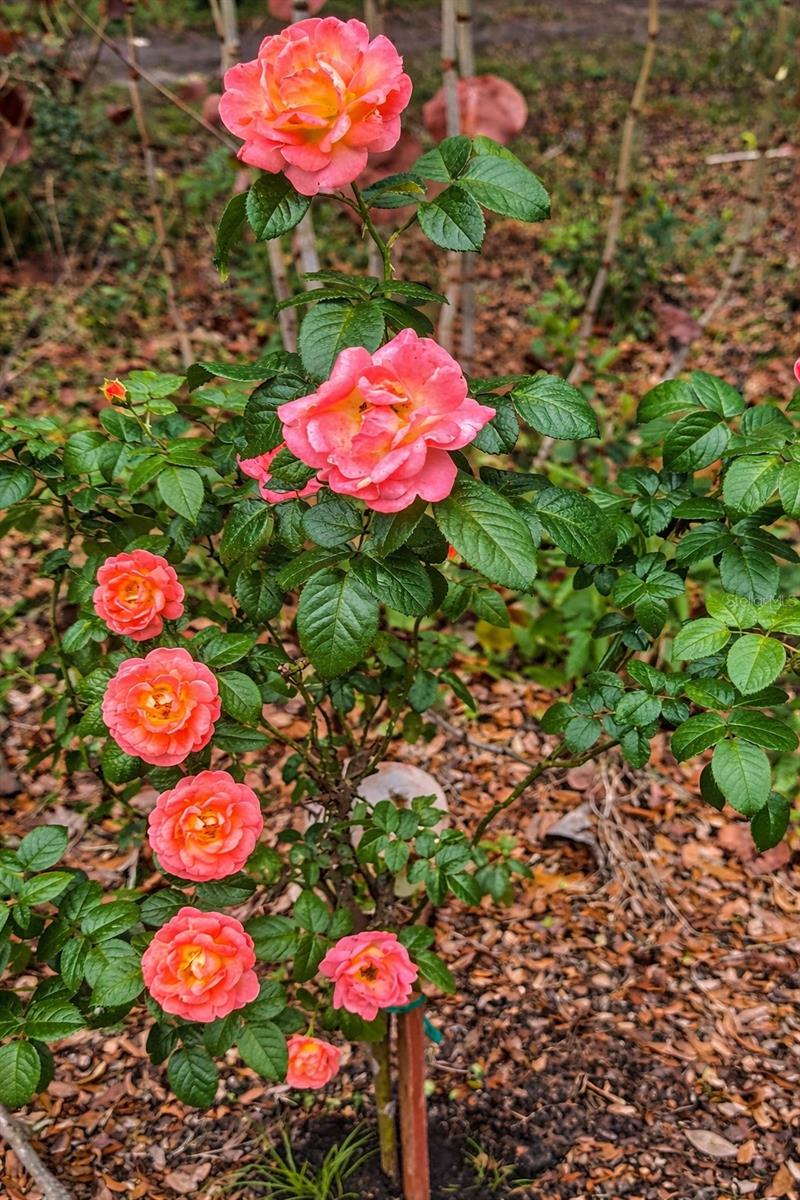 Image 16 of 16 For 3501 Westmoreland Drive