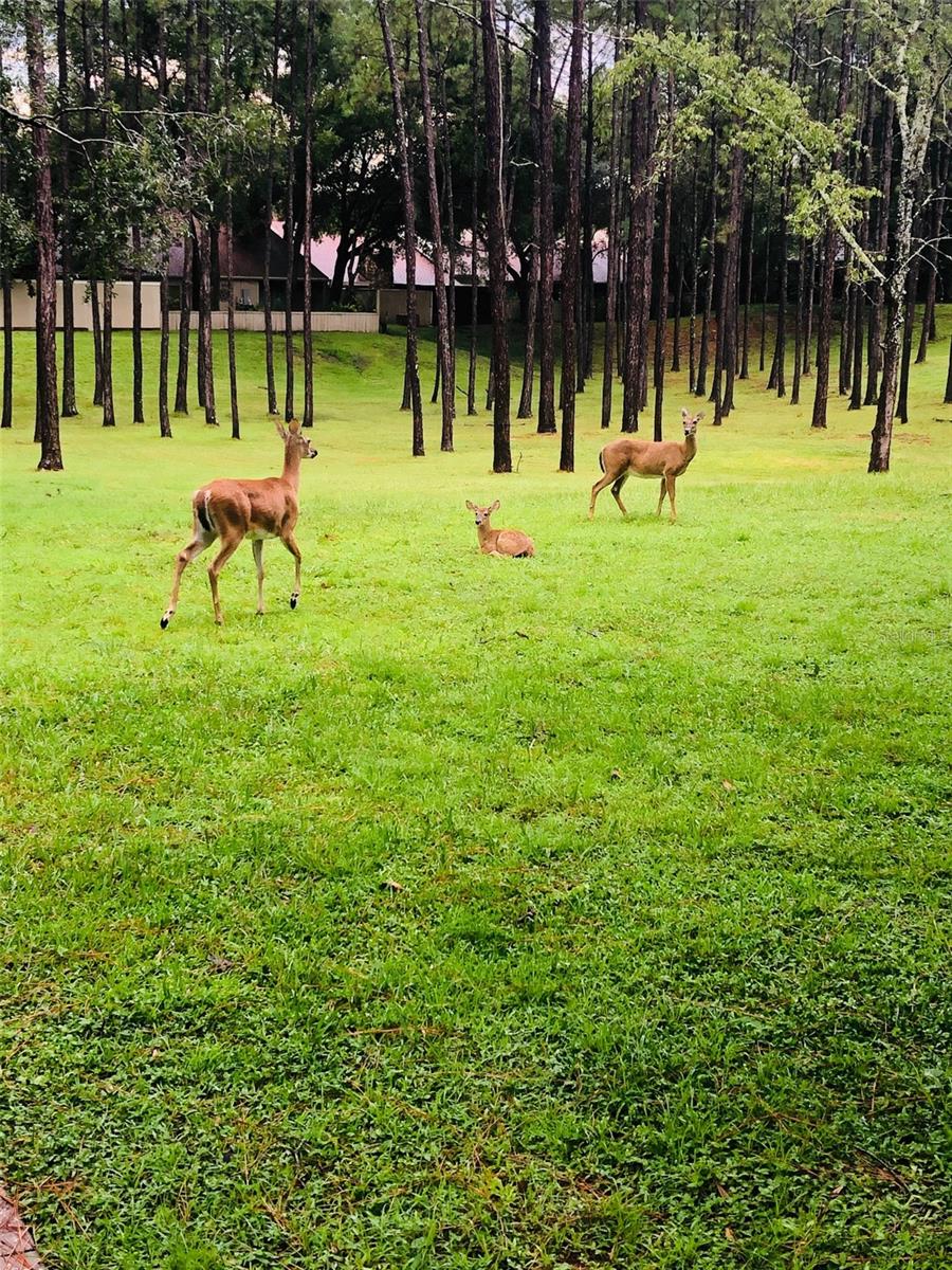 Image 54 of 57 For 233 Crown Oaks Way 233