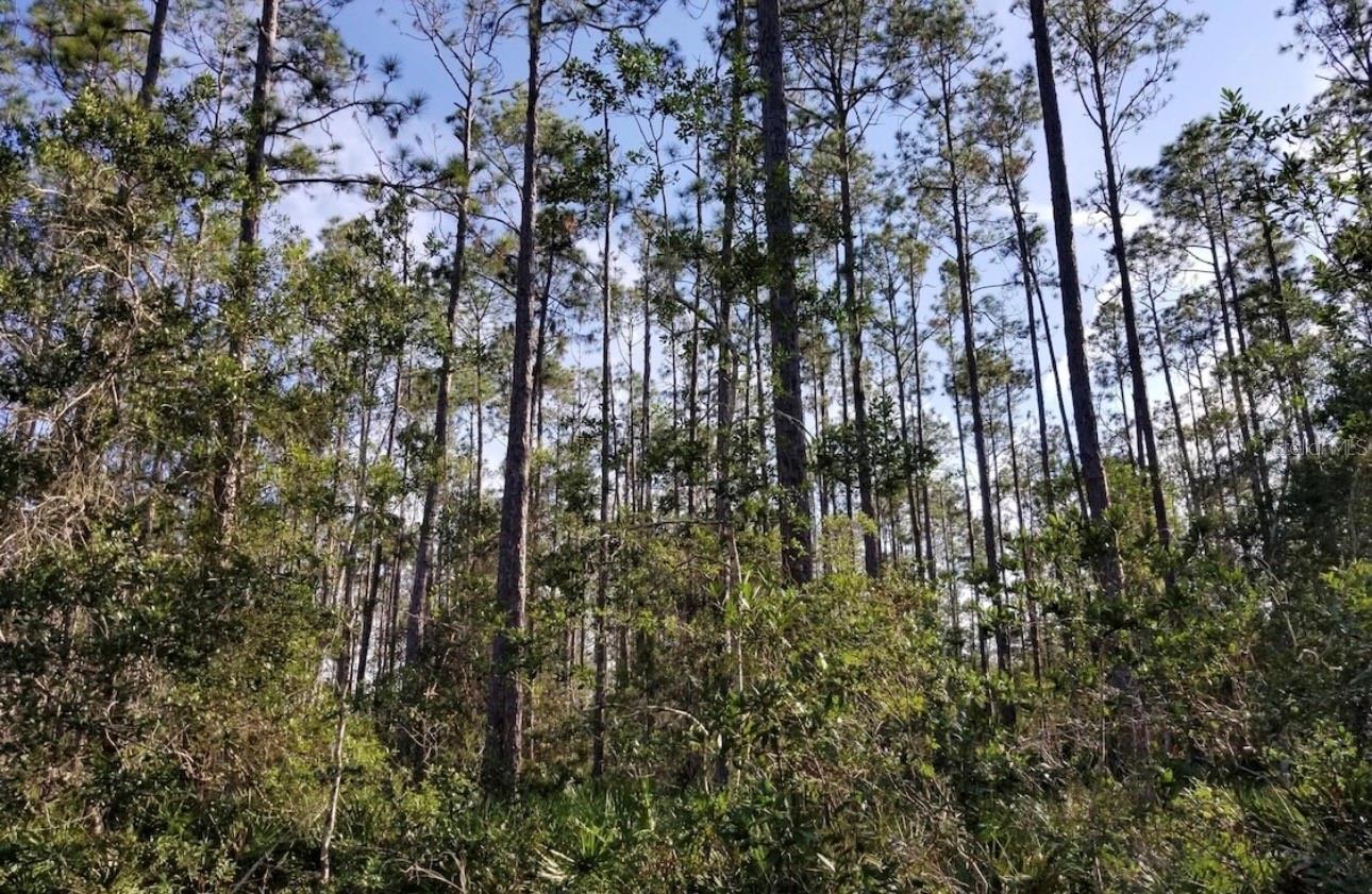 Image 3 of 6 For 3775 Breezy Court