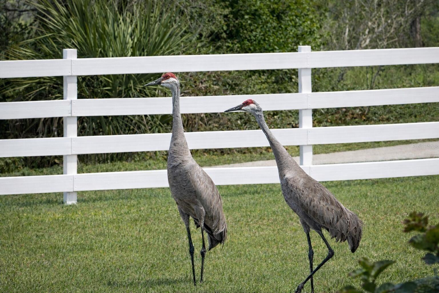 Image 19 of 25 For 33015 Sahara Court