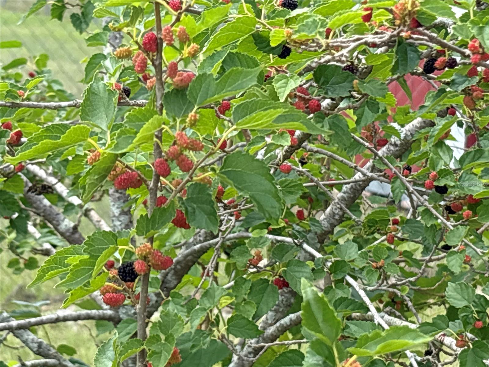 Image 35 of 47 For 8595 Millinockett Lane